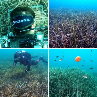 Caracterizaci�n de las praderas de Posidonia oceanica en los campos de fondeo habilitados por el Gobierno de las Islas Baleares