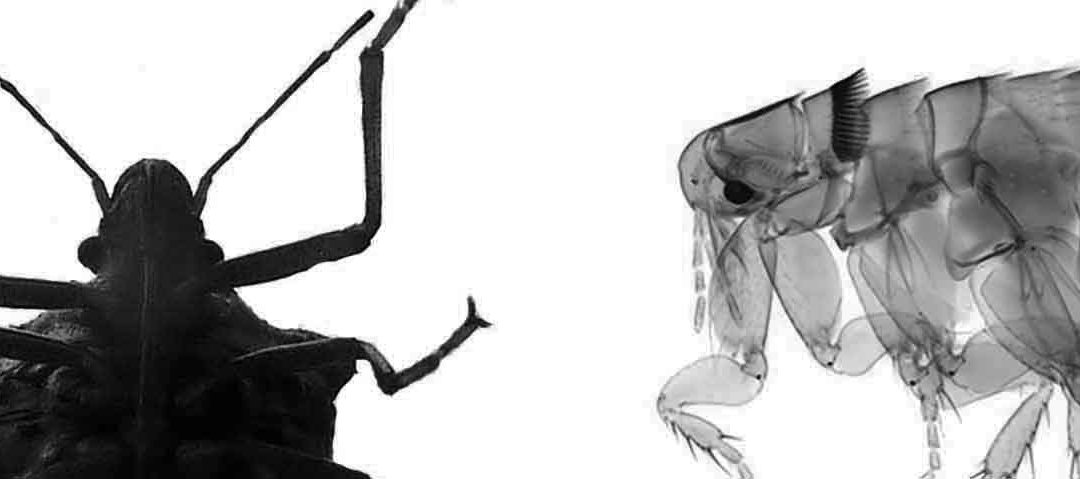 diferencias chinches pulgas