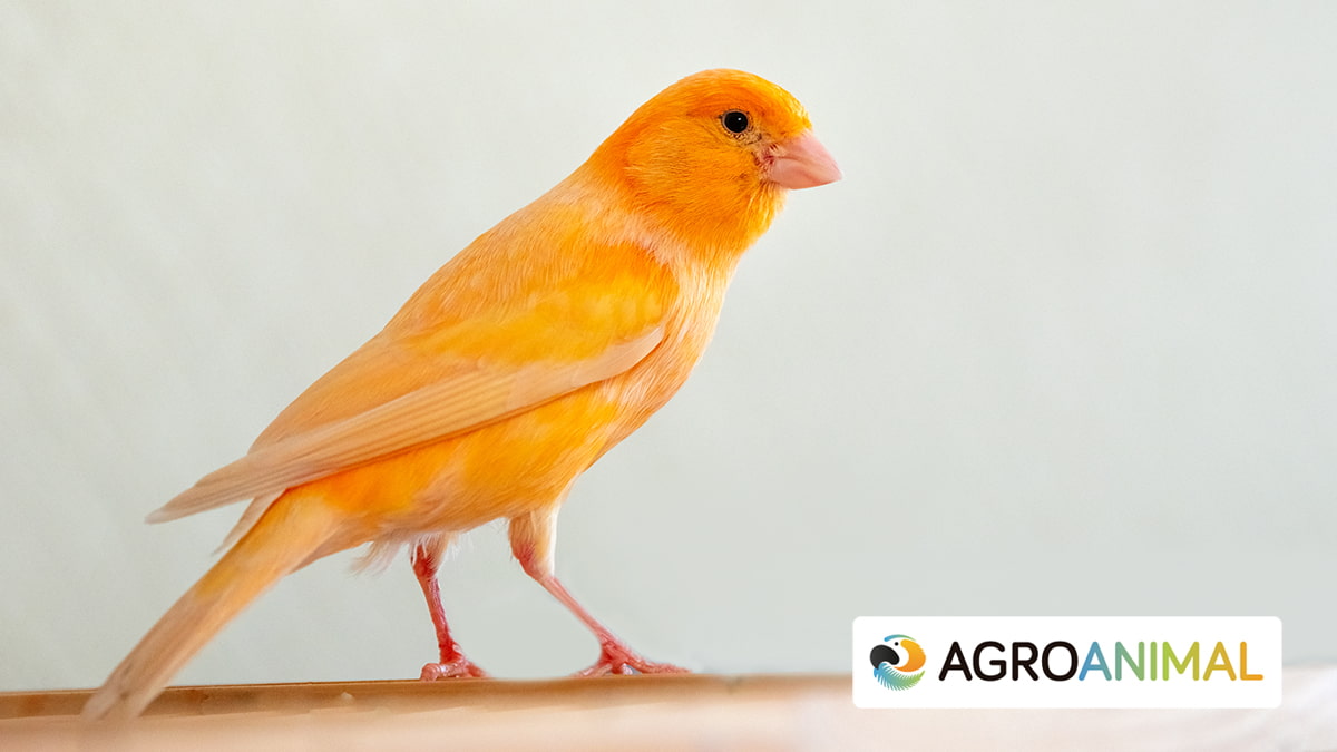 �Por Qu� Mi Canario No Canta?