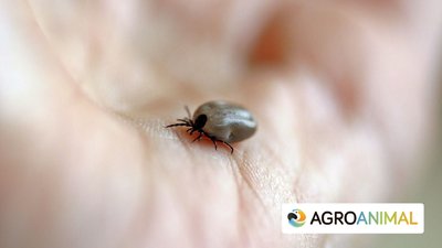 Nueva Garrapata En Espa�a