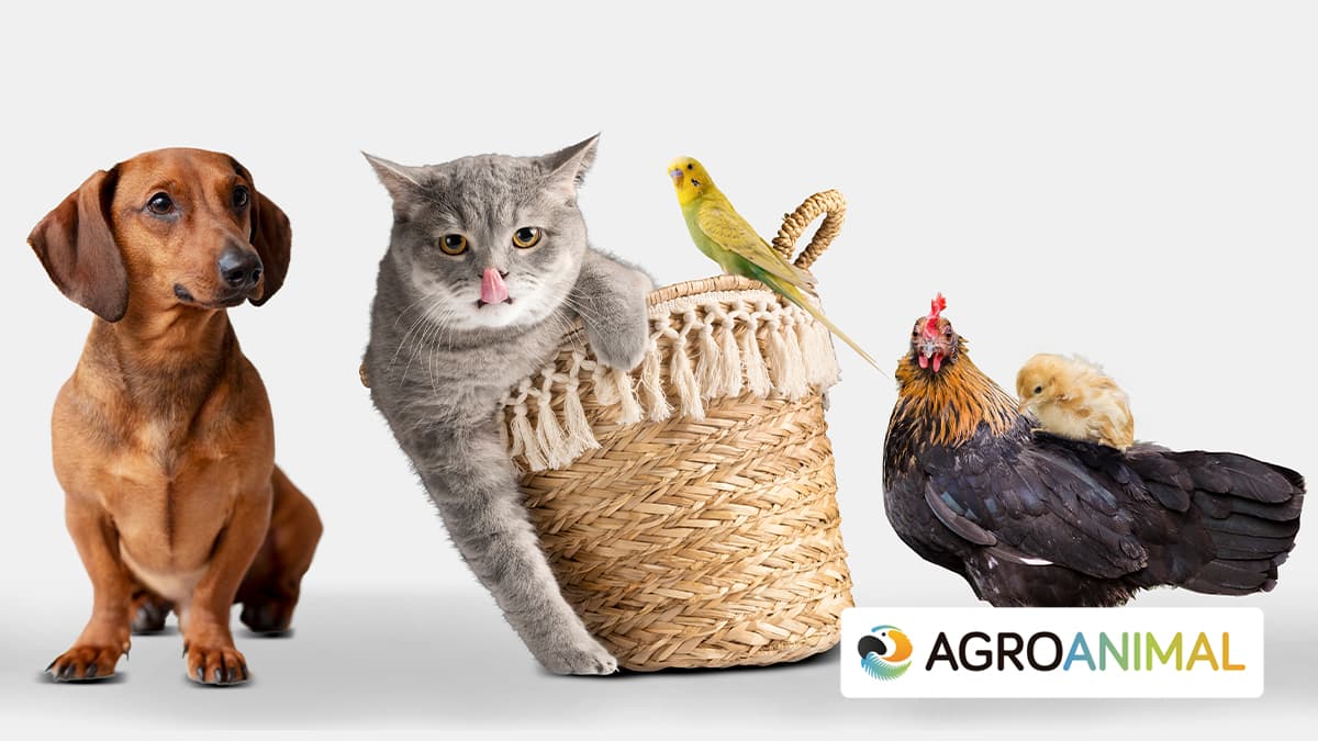 D�a Mundial De Los Animales