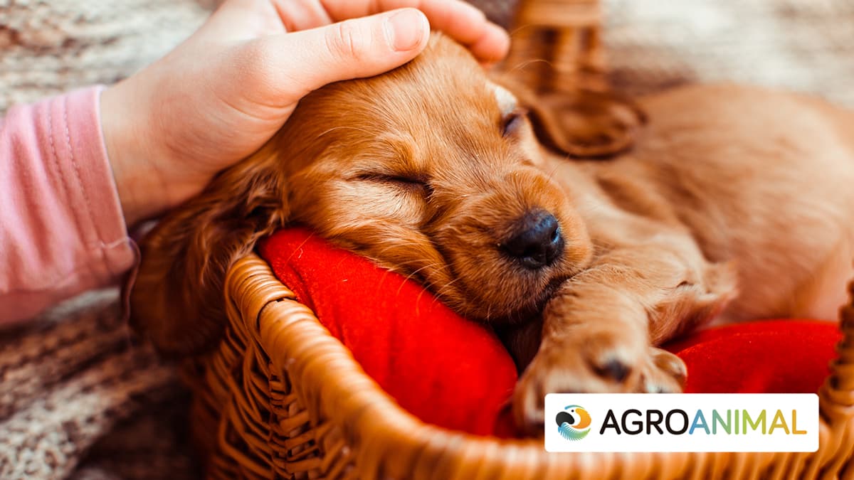 Empapadores Para Perros