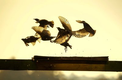 Impacto de las plagas de estorninos en la sociedad