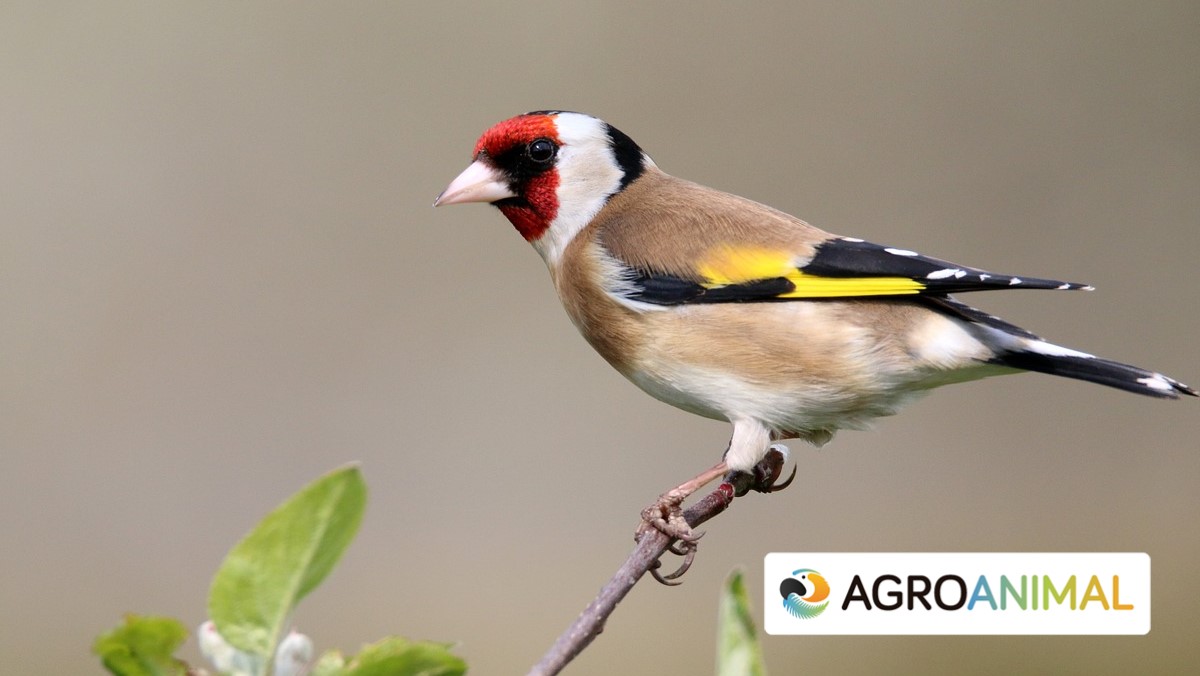 Consejos para prevenir las infecciones en aves