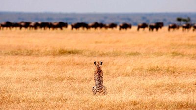Descubre la Aventura: Safari en África y Tanzania
