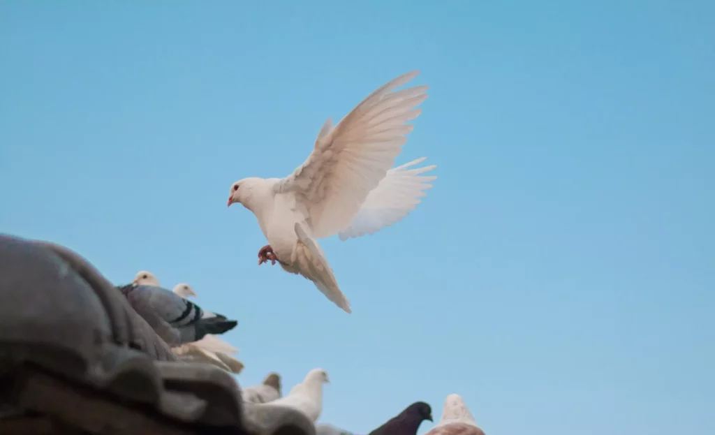Mantenimiento, cuidado y colocaci�n de los pinchos para palomas: Lo que debes saber