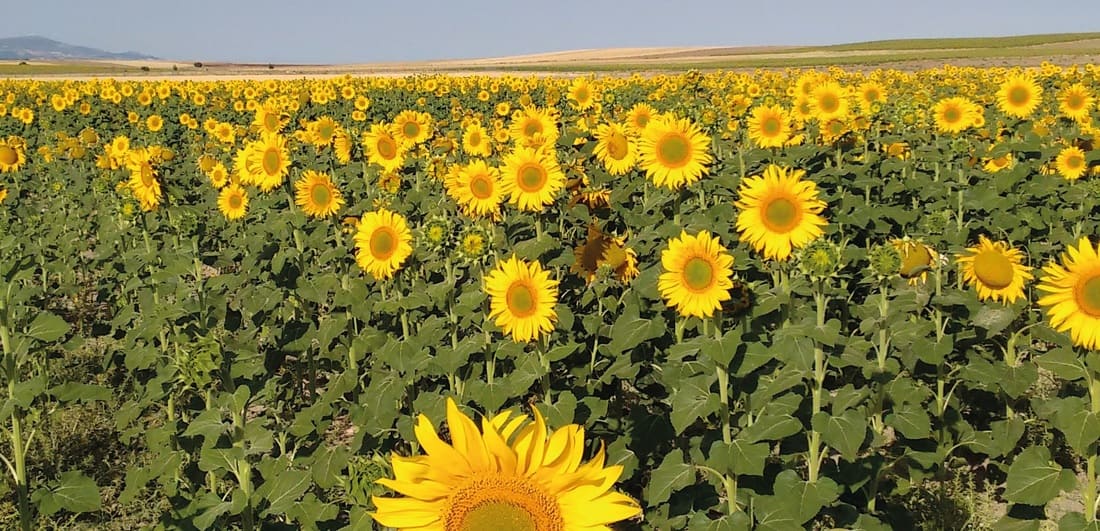 Servicios Agrarios de Membrilla SL