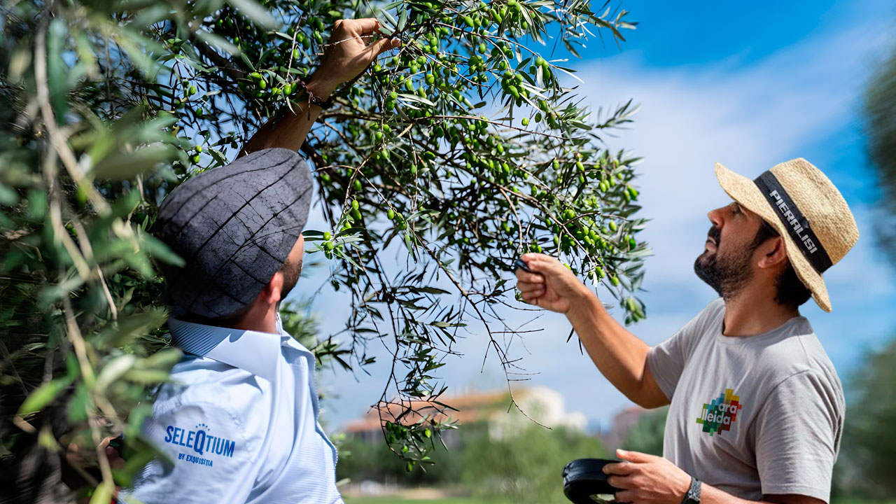 Observción de las mejores aceitunas de los mejor productores para seleccionar el mejor aceite sin filtrar 2025