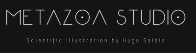 Metazoa Studio