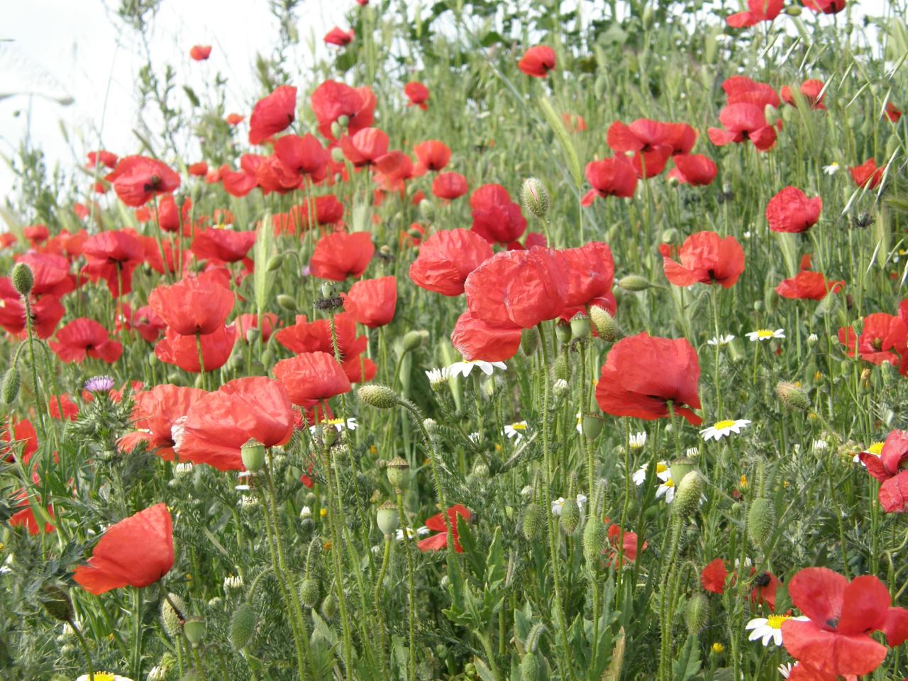 Evento de prueba probatorio 2025