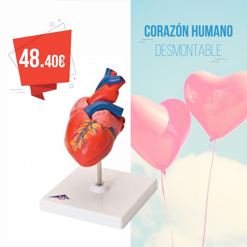 Corazón humano desmontable