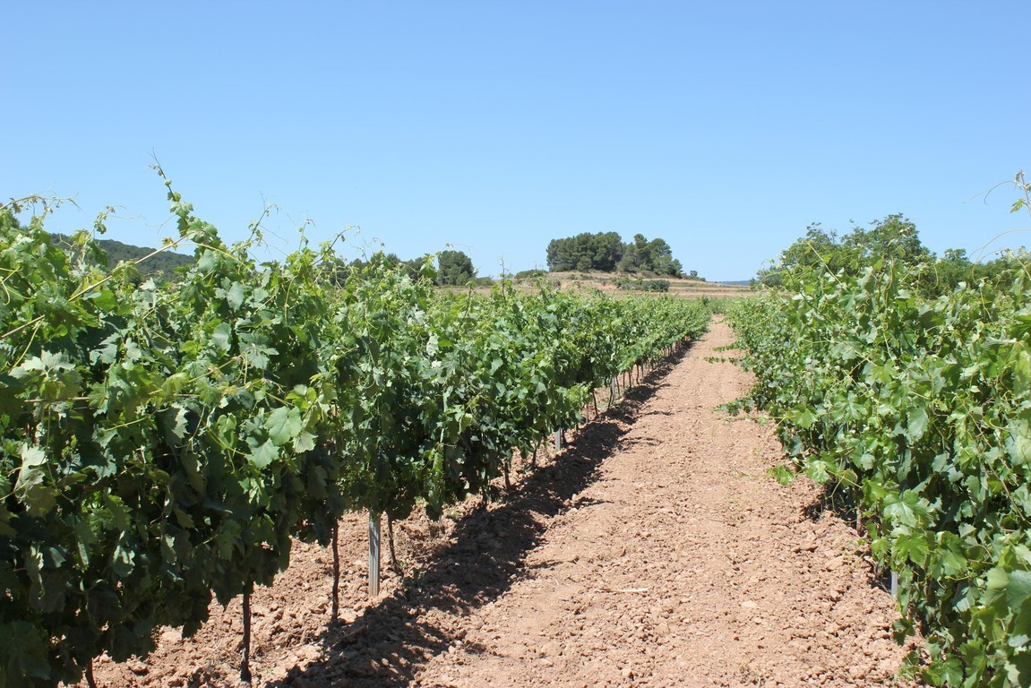 Bodega Terra d’art