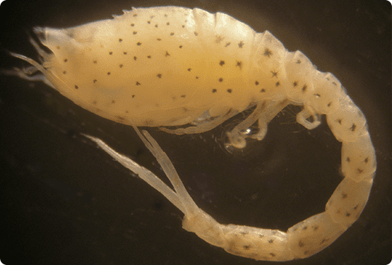 OCEANSNELL - Análisis taxonómico de macroinvertebrados marinos