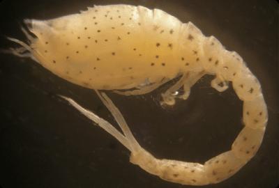 An�lisis taxon�micos de macroinvertebrados marinos - OCEANSNELL