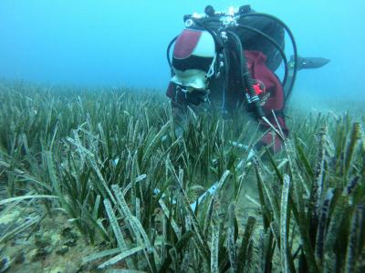 Caracterizaci�n de praderas de Posidonia oceanica y Cymodocea nodosa- OCEANSNELL