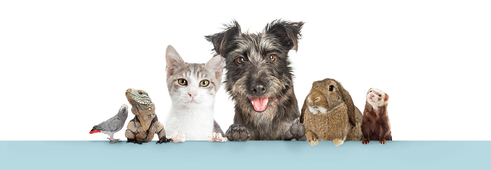 CREMALIA Tanatorio - Crematorio mascotas Servicio 24H