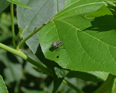 �Qu� es el Brown Marmorated Stink Bug?