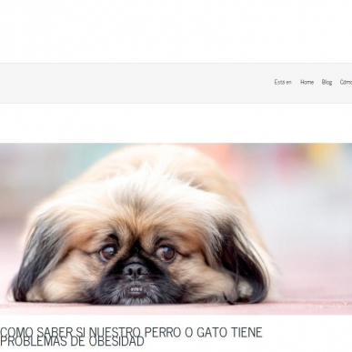 Cómo saber si nuestro perro o gato tiene problemas de obesidad