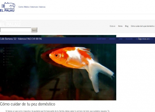 Cómo cuidar de tu pez doméstico