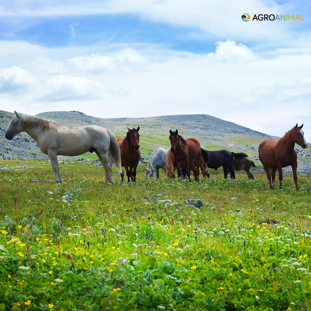 Compra la alimentaci�n para tu caballo en Agroanimal