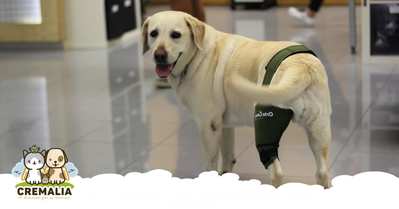 Cuidados para tu perro despu�s de una operaci�n ortop�dica