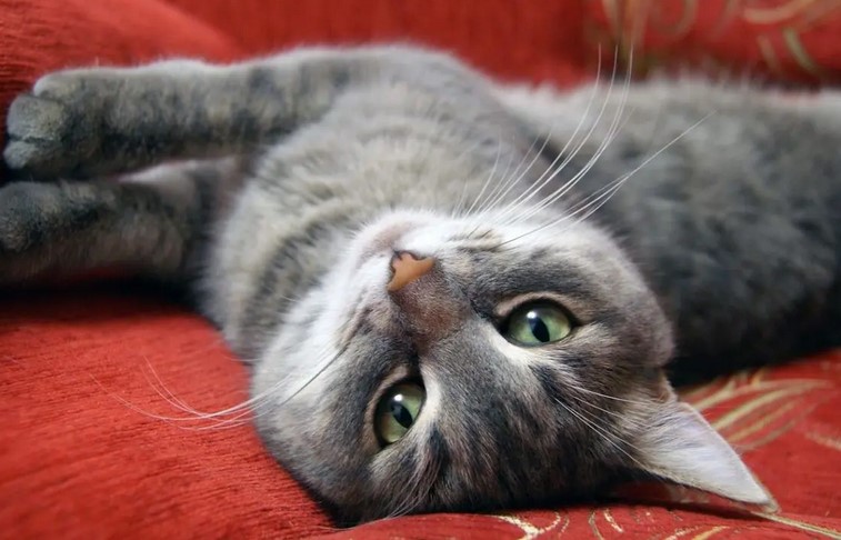 ¿Qué debes saber sobre la esterilización en los gatos?