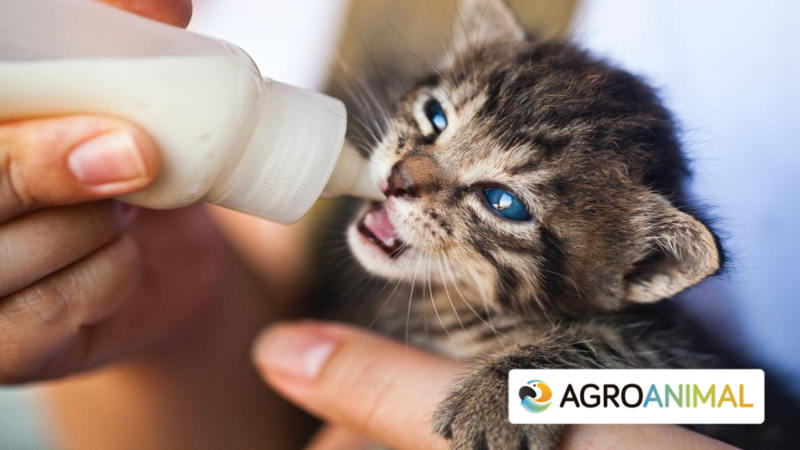 Qu� Hacer Si Te Has Encontrado O Tienes Gatitos O Perritos Peque�os En Casa